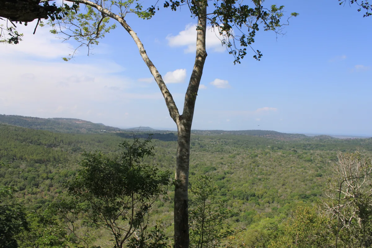 Forested landscape seen from Sable Banda viewpoint in Shimba Hills National Reserve