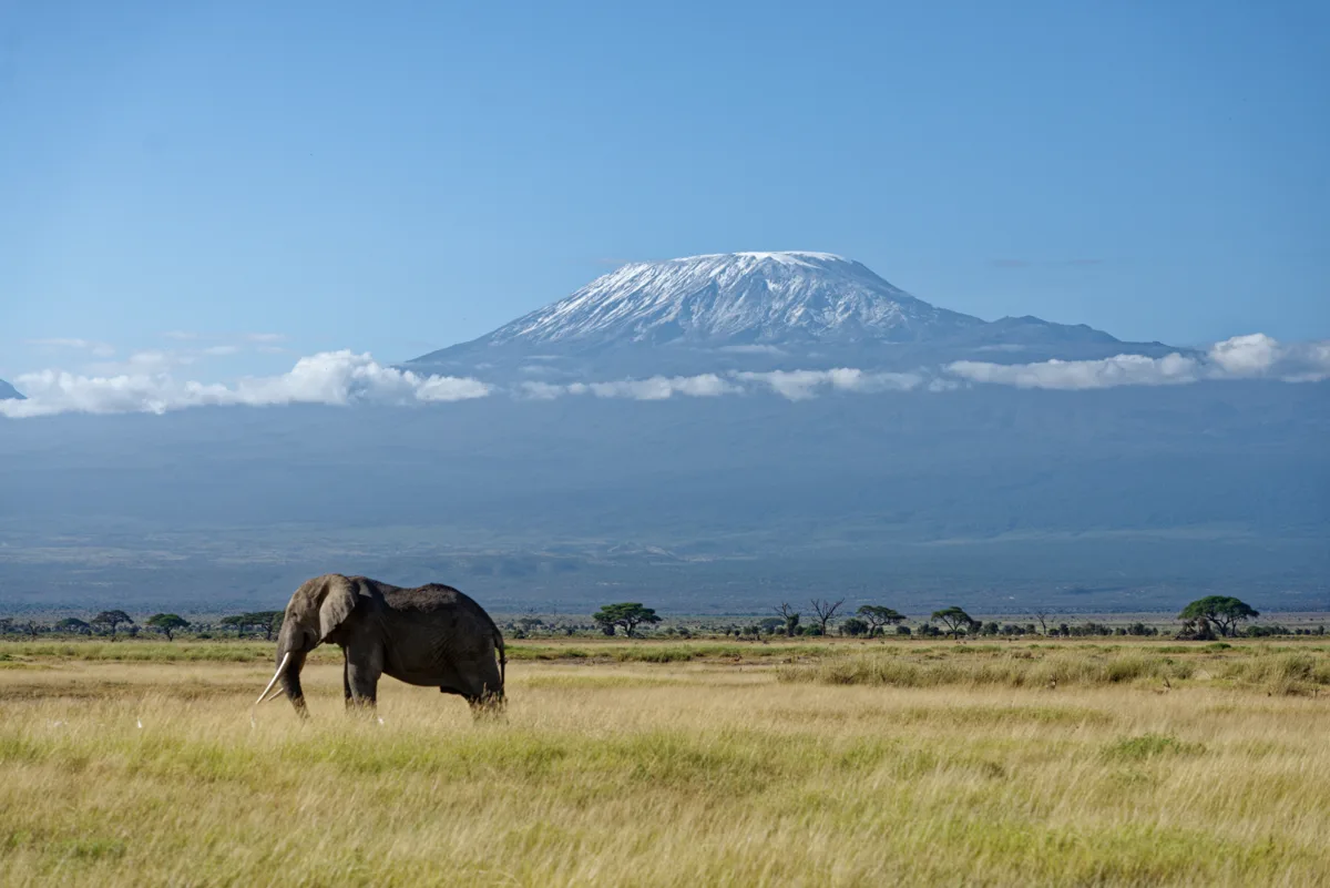 An elephant in Amboseli National Park, Kenya, with Mount Kilimanjaro in the background